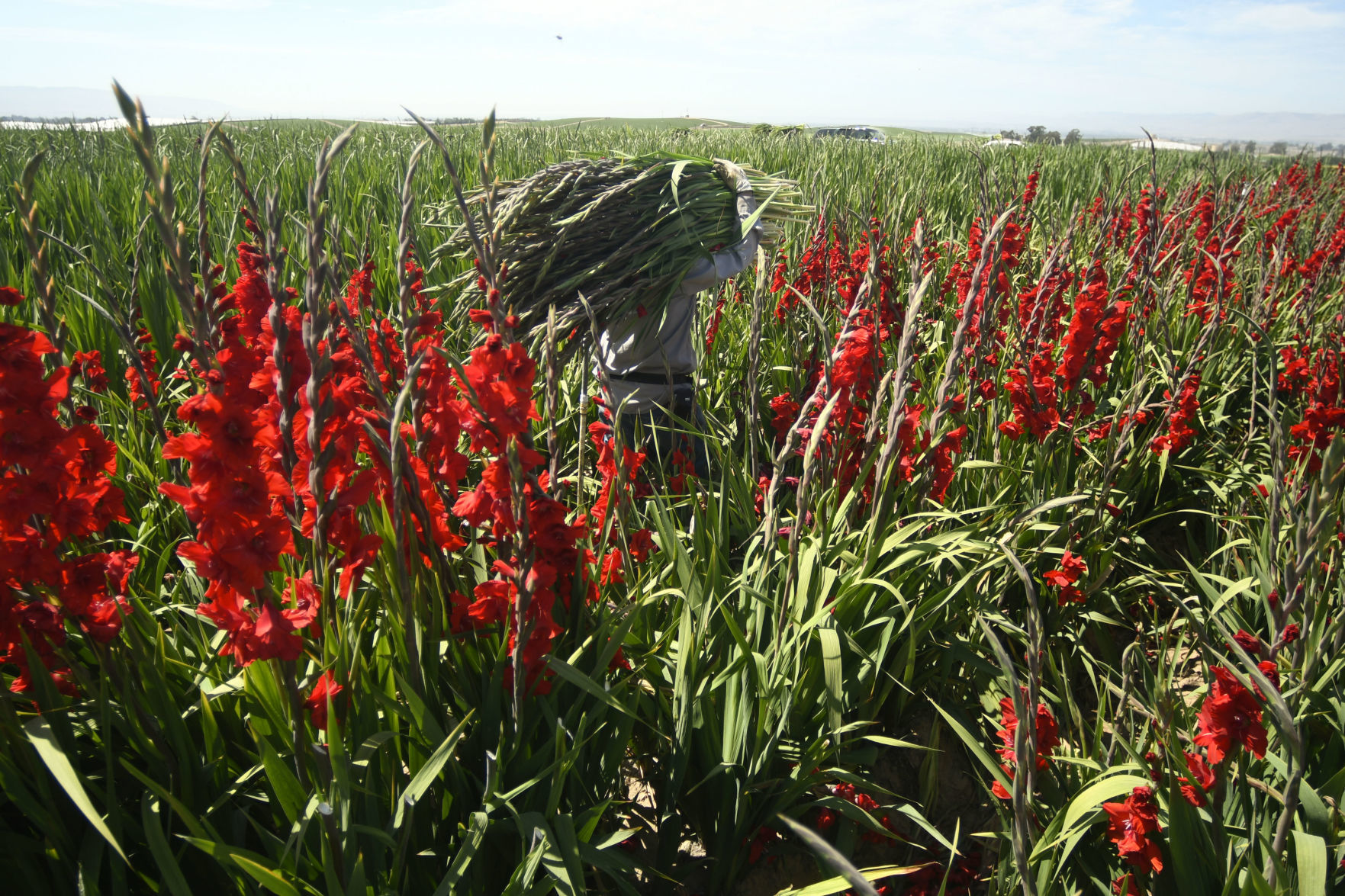 072319 Gladiolas weather 11.jpg